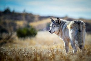 Sedona Events for April
